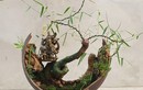  Ngỡ ngàng cây dại mọc bờ bụi thành bonsai “hét giá” 70 triệu