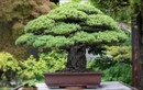Chiêm ngưỡng những tác phẩm bonsai đắt nhất thế giới 