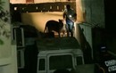 Video sư tử xổng chuồng bị bắt trên đường phố Pakistan