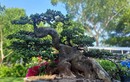 Ngắm loạt “quái cây” bonsai giá hàng tỷ đồng không bán 
