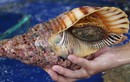 Tận mục loài ốc khổng lồ khiến dân Việt chi tiền triệu lùng mua