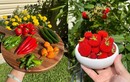 Quá mê làm vườn, hàng xóm nhường cả đất trước nhà cho trồng trọt