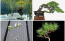 Mê tít bộ sưu tập những kiệt tác bonsai đẹp không tưởng