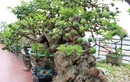 Ngắm ổi bonsai 300 tuổi khiến đại gia “đứng ngồi không yên"