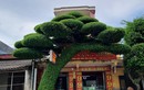 Cận cảnh cây sanh dáng lão đang sốt “rần rần” ở Nam Định