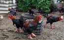 Giống gà Việt khiến báo Mỹ khen nức nở đắt cỡ nào?