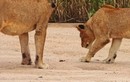 Clip: Những chú sư tử tò mò bị mê hoặc bởi con cua 
