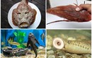 4 loài cá nhìn phát sợ “đổi đời” thành đặc sản đắt giá