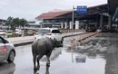 Trâu bất ngờ xuất hiện ngay trên đường dẫn lên sân bay Nội Bài