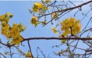 Cận cảnh cây mai vàng giá 2 tỷ đồng gây sốt ở Cà Mau