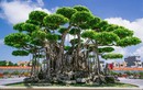 Những siêu cây dáng long đắt nhất Việt Nam 