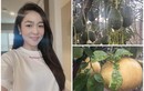 Khu vườn ngập hoa trái “ăn không hết” của Hà Thanh Xuân tại Mỹ