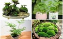 Ngắm bonsai độc nhất vô nhị lên đời từ cỏ dại