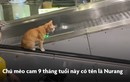 Chú mèo cam thành 'thần tượng' tại sân bay Thái Lan