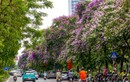 Mãn nhãn mùa hoa tháng 5 khoe sắc tại Hà Nội