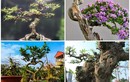 Top 10 bonsai dáng quái có 1-0-2 khiến đại gia mê mẩn 