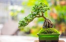 Sự thật ngạc nhiên ít người biết về nghệ thuật bonsai 