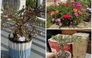 Sự thật về hoa mười giờ bonsai giá lên tới cả triệu đồng