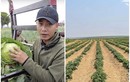 Cận cảnh nông trại xanh mướt rau củ của Quang Linh Vlogs