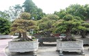 Mục sở thị vườn bonsai cực phẩm của đại gia Thái Nguyên 