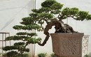 Chiêm ngưỡng loạt bonsai dáng huyền đẹp đến say lòng