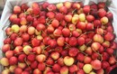 Táo cherry Trung Quốc “đội lốt” Hàn Quốc, Australia