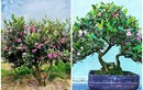 Cây dại mọc bìa rừng bất ngờ lên chậu thành bonsai tiền triệu