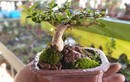 Bộ sưu tập bonsai mini kỷ lục thế giới của lão nông Nha Trang