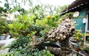 Ngỡ ngàng cây lạ lên chậu thành bonsai hút khách giá trăm triệu 