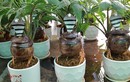 Bonsai hình rắn độc đáo chơi Tết Ất Tỵ 2025