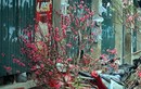 Đào cuối vụ “ngóng khách” chơi Rằm tháng Giêng