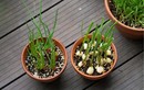 10 loại rau “khắc tinh” của ung thư, thích hợp trồng ban công