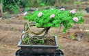 Cây mọc bờ rào lên chậu thành bonsai vài chục triệu đồng