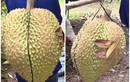 “Sửng sốt” những trái sầu riêng khổng lồ khiến dân tình xôn xao