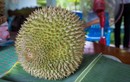 Đột nhập trang trại sầu riêng giá hơn 700 triệu đồng mỗi trái