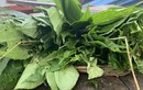 Cây dại ven đường chống đói bỗng hóa đặc sản dân phố thích mê