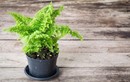 Ngắm bonsai đẹp mỹ miều lên đời từ “cỏ dại“