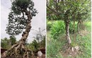 Tận thấy loài cây nổi u cục khắp thân giúp nông dân “hốt bạc“