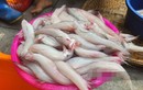 Thứ xưa cho gà ăn, nay cả triệu đồng/kg vẫn “cháy hàng“