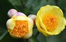 Bất ngờ loài hoa đắt như “vàng ròng”, trồng tại Việt Nam 