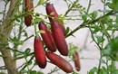 Tận mục giống chanh lạ 3 triệu đồng/kg gây sốt thị trường