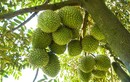 Giá sầu riêng bất ngờ lao dốc