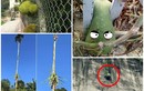 Những kiểu mọc “éo le” của trái cây khiến gia chủ “ngậm ngùi“