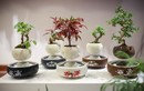 Bonsai mini bay lơ lửng giữa không trung đẹp mê mẩn