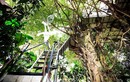 Khám phá ngôi nhà trên cây “không giống ai” ở Hà Nội