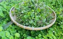 Loại rau dại xưa nhổ vứt đi nay hái bán là “hốt bạc“