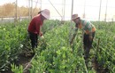 Nghể trồng hoa tết ở Gia Lai, nơi trúng mùa, nơi hồi hộp chờ giá
