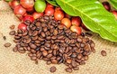 Trồng cà phê hữu cơ, nông dân Lâm Đồng bán hơn 100.000 đồng/kg?