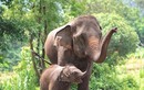 Nguyên nhân dẫn đến mối xung đột giữa con người và voi châu Á