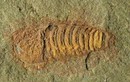 Sinh vật bị "phong ấn" 478 triệu năm- thủy tổ loài chân đốt